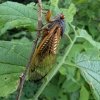 A big with large red eyes and long iridescent wings clings to a small twig.