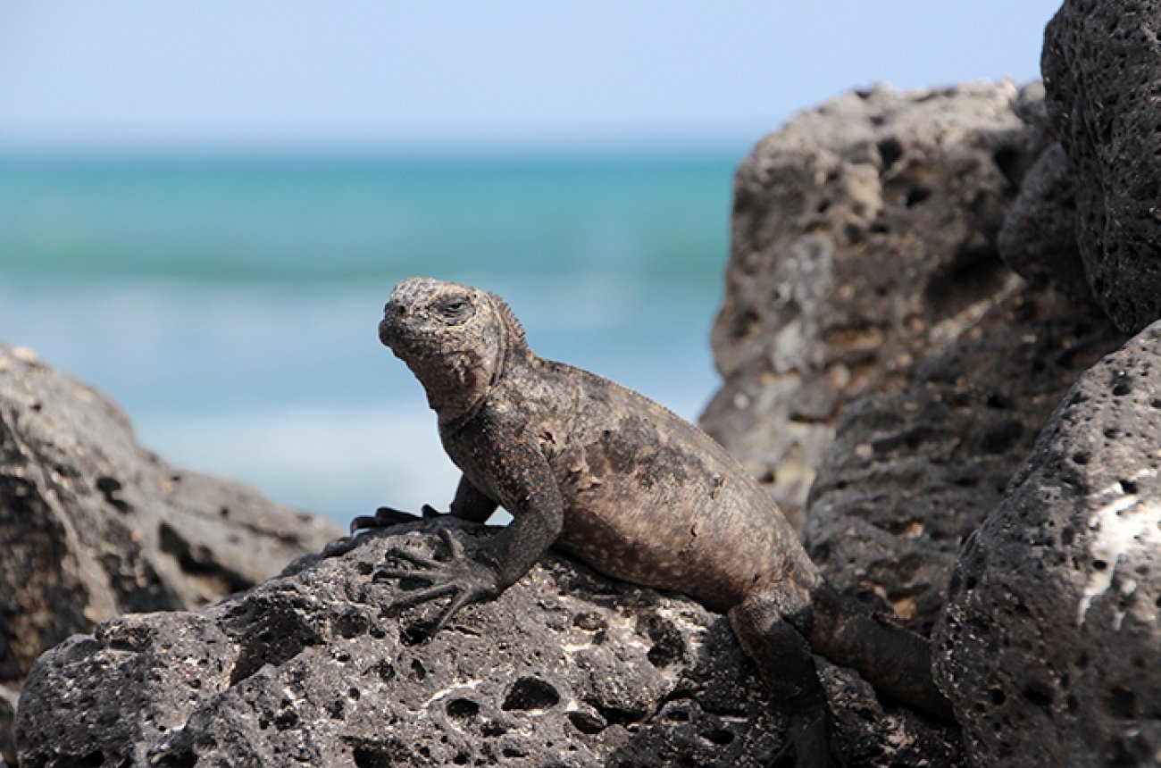 Iguana sunning on the beach