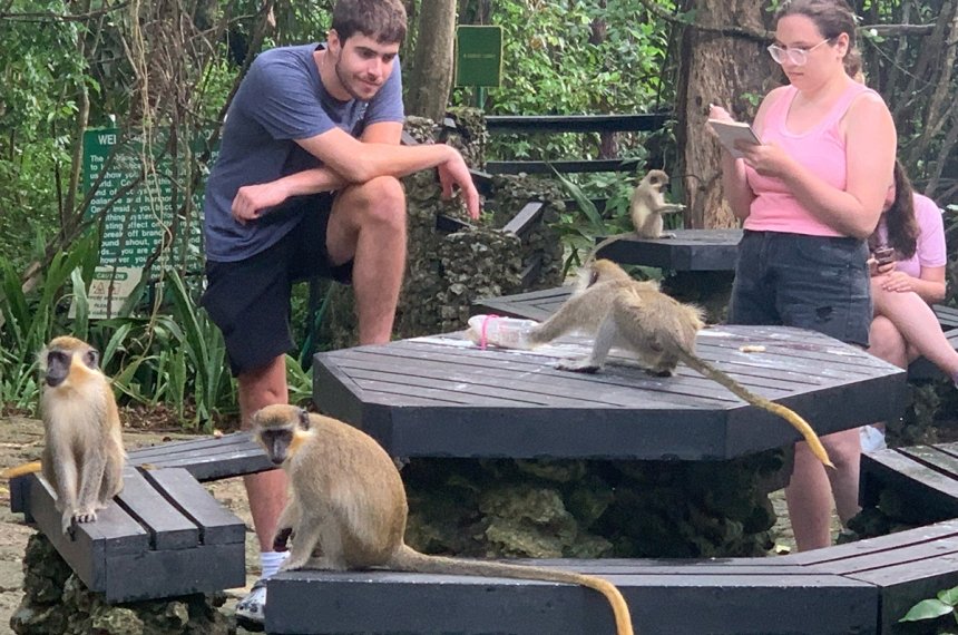 Students traveled to Barbados during the summer of 2023 in the course, "Research in Primate Behavior."