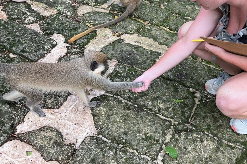 Students traveled to Barbados during the summer of 2023 in the course, "Research in Primate Behavior."