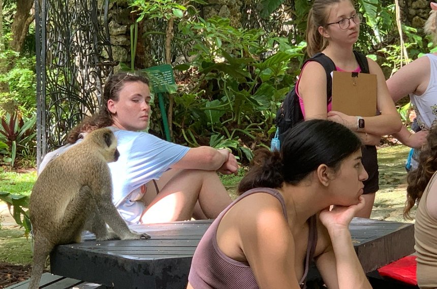 Students traveled to Barbados during the summer of 2023 in the course, "Research in Primate Behavior."