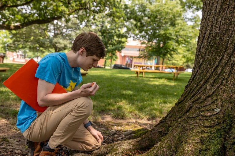 A student in a blue t-shirt holds a red clip board under his arm as he examines the base of a tree for cicada shells. 