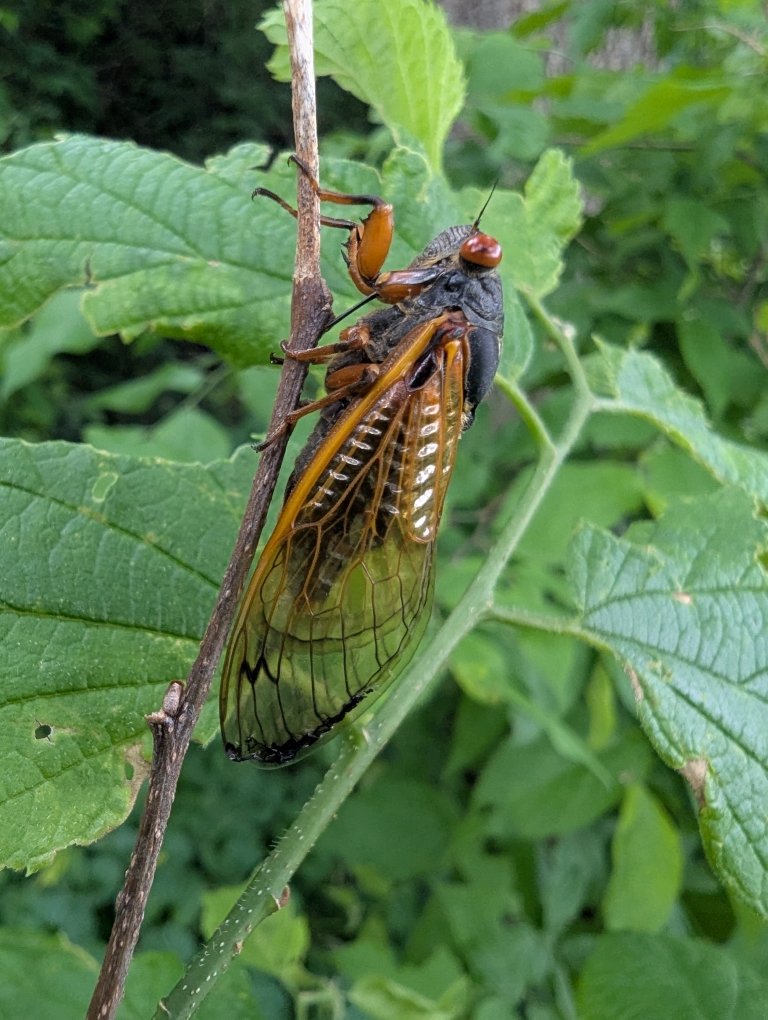 A big with large red eyes and long iridescent wings clings to a small twig. 